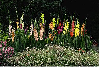 3DM速报：各大游戏公司纷纷否认接盘暴雪代理 新一批国产游戏版号下发